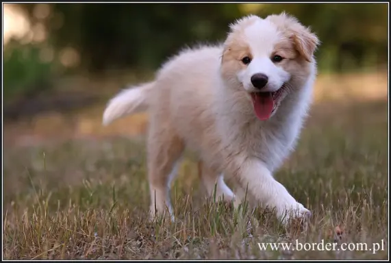 szczeniaki Border Collie ZKwP FCI ee red 1
