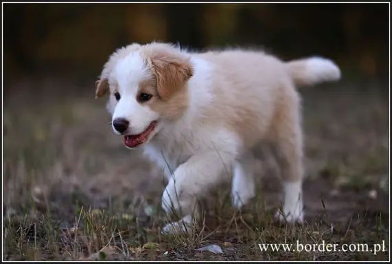 szczeniaki Border Collie ZKwP FCI ee red 2