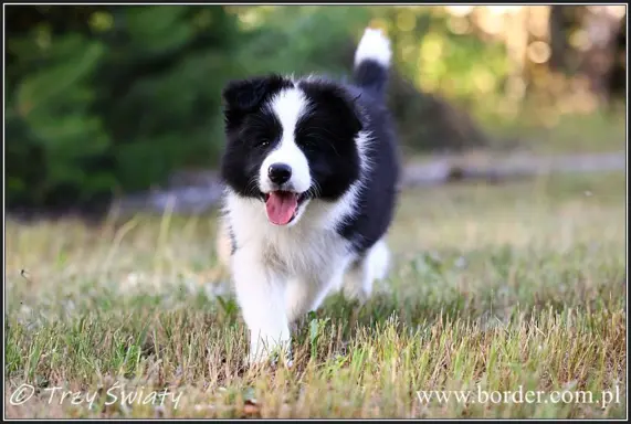 szczeniaki Border Collie ZKwP FCI ee red 3