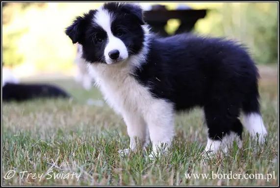 szczeniaki Border Collie ZKwP FCI ee red 4