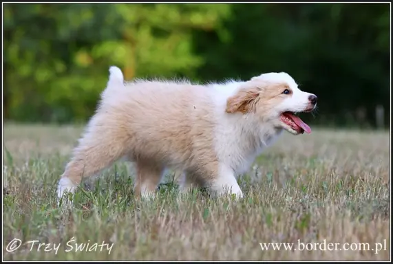 szczeniaki Border Collie ZKwP FCI ee red 5