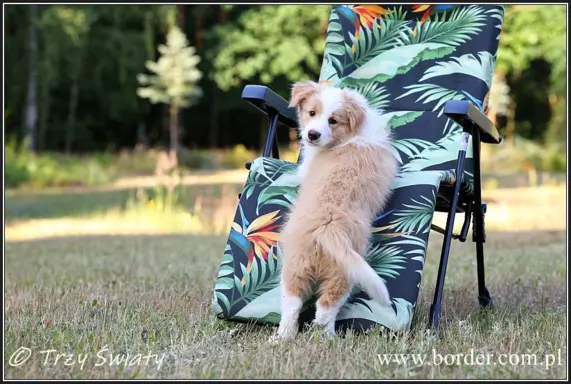 szczeniaki Border Collie ZKwP FCI ee red 6