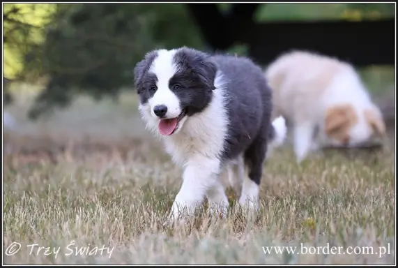 szczeniaki Border Collie ZKwP FCI ee red 8