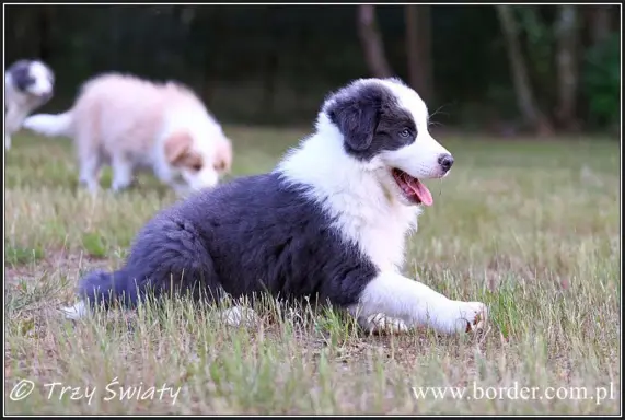 szczeniaki Border Collie ZKwP FCI ee red 7