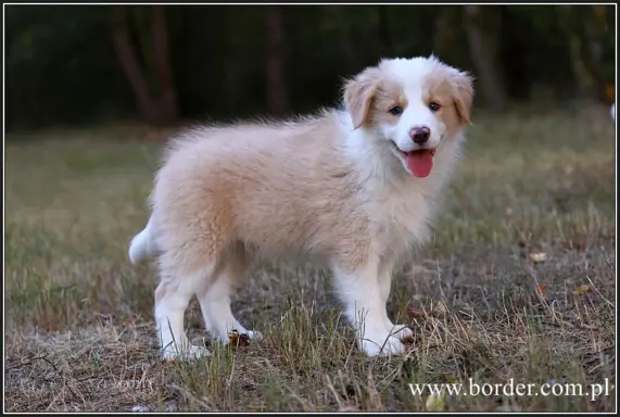 szczeniaki Border Collie ZKwP FCI ee red 9