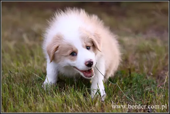 szczeniaki Border Collie ZKwP FCI ee red 10