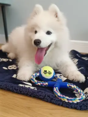 Szczeniaczek Samoyed piesek 2