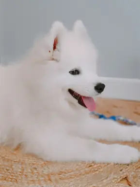 Szczeniaczek Samoyed piesek 1