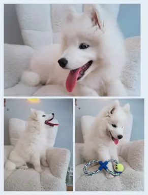 Szczeniaczek Samoyed piesek 3