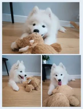 Szczeniaczek Samoyed piesek 4