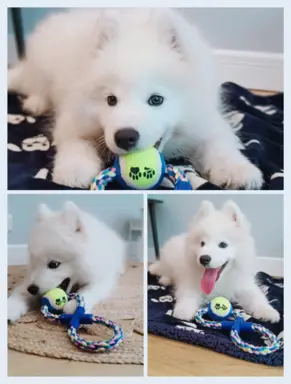 Szczeniaczek Samoyed piesek 5