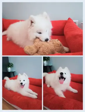 Szczeniaczek Samoyed piesek 6
