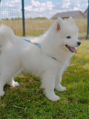 Szczeniaczek Samoyed piesek 8