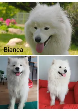 Szczeniaczek Samoyed piesek 9