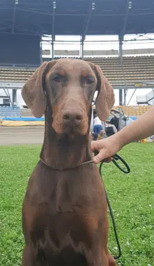 Doberman młoda suczka ZKwP/FCI 1