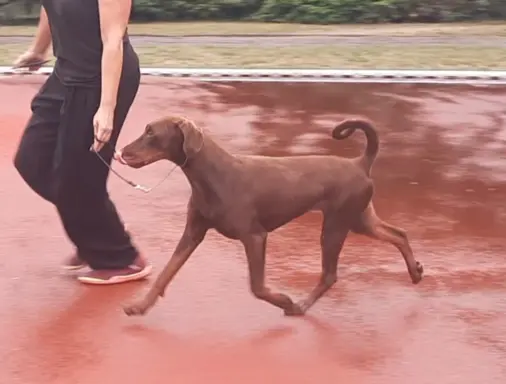 Doberman młoda suczka ZKwP/FCI 3