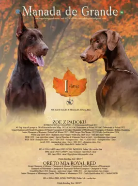 Doberman młoda suczka ZKwP/FCI 4
