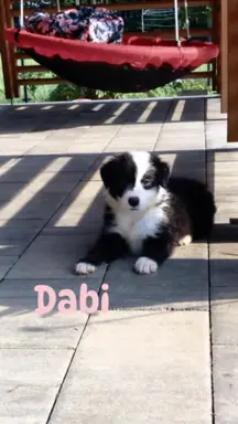 Rasowa suczka Border Collie do odbioru 23.07 1