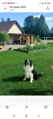 Rasowa suczka Border Collie do odbioru 23.07 4