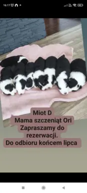 Rasowa suczka z niebieskim oczkiem 2