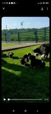 Rasowa suczka z niebieskim oczkiem 3