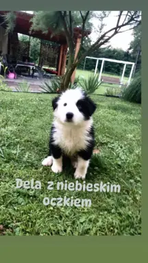 Rasowa suczka z niebieskim oczkiem 1