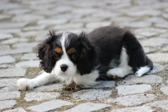 Piesek ZKwP gotowy do odbioru Cavalier King Charles Spaniel 5