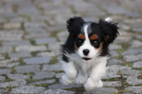 Piesek ZKwP gotowy do odbioru Cavalier King Charles Spaniel 6