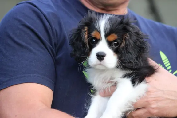 Piesek ZKwP gotowy do odbioru Cavalier King Charles Spaniel 2