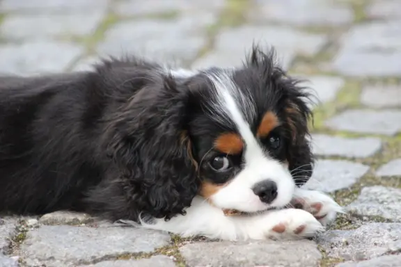 Piesek ZKwP gotowy do odbioru Cavalier King Charles Spaniel 4