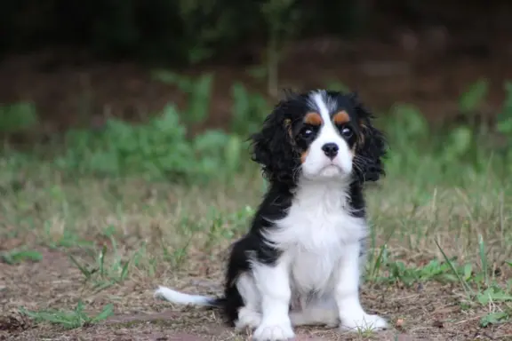 Piesek ZKwP gotowy do odbioru Cavalier King Charles Spaniel 3