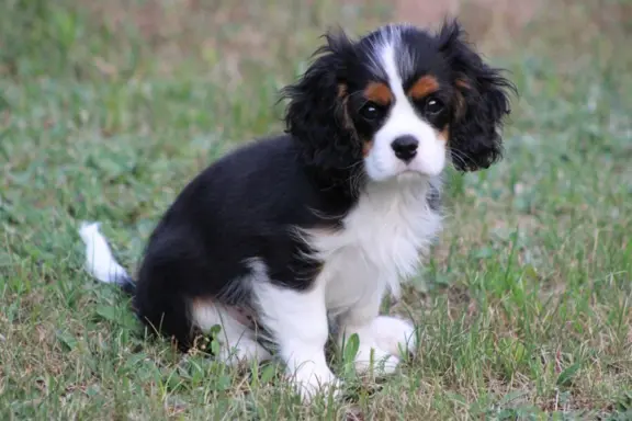 Piesek ZKwP gotowy do odbioru Cavalier King Charles Spaniel 1