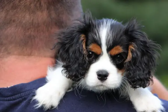 Piesek ZKwP gotowy do odbioru Cavalier King Charles Spaniel 7