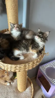 Kocięta Maine Coon 1