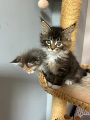 Kocięta Maine Coon 2