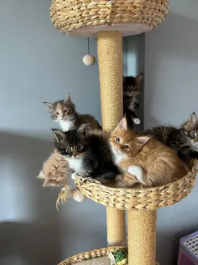 Kocięta Maine Coon 3