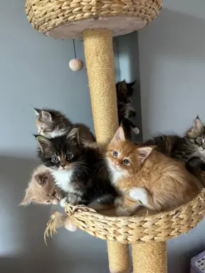 Kocięta Maine Coon 4