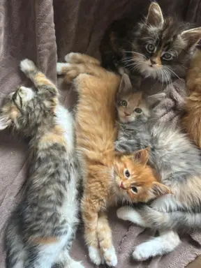 Kocięta Maine Coon 5