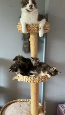 Kocięta Maine Coon 6