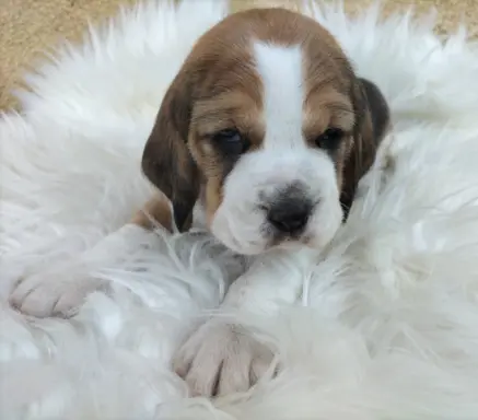 Cudowna sunia rasy Beagle 1