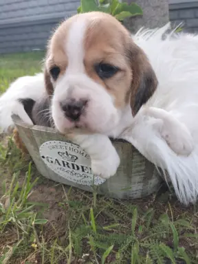 Cudowna sunia rasy Beagle 2