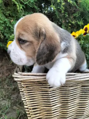 Cudowna sunia rasy Beagle 3