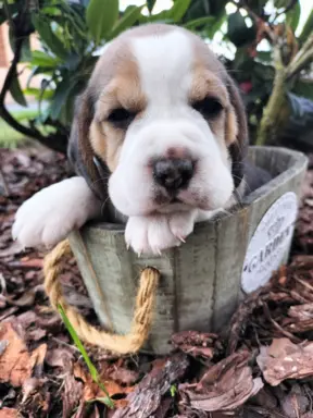 Cudowna sunia rasy Beagle 4