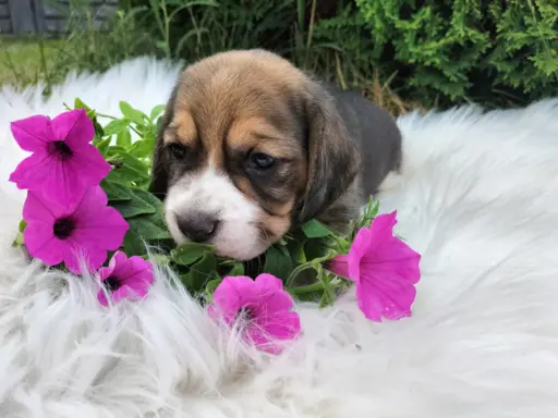 Cudowna sunia rasy Beagle 5