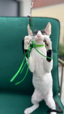 Cornish rex cudowny boy wyjątkowe oczy 4