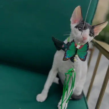Cornish rex cudowny boy wyjątkowe oczy 2