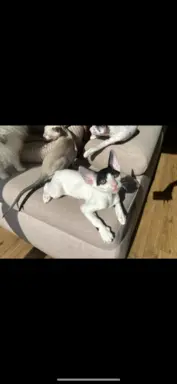 Cornish rex cudowny boy wyjątkowe oczy 5