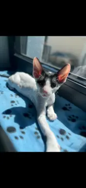 Cornish rex cudowny boy wyjątkowe oczy 6