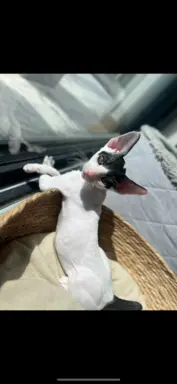 Cornish rex cudowny boy wyjątkowe oczy 1