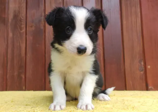 Szczeniak BORDER COLLIE z Hodowli - Rasowa suczka z pełną do 1